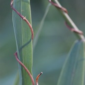 Herbe enlacée par une autre plante qui s'enroule autour. Paysage graphique.