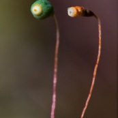 Sporophytes de mousse. 
Le sporophyte est muni d'un pied enchassÈ dans le gamÈtophyte et d'une capsule de spores portÈe par une sorte de tige appelÈe soie.

Un sporophyte non ouvert, un sporophyte atyant dÈja libÈrÈ ses spores.