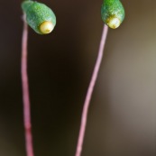 Sporophytes de mousse. 
Le sporophyte est muni d'un pied enchassÈ dans le gamÈtophyte et d'une capsule de spores portÈe par une sorte de tige appelÈe soie.
Deux sporophytes semblant "observer" quelquu hose, comme deux yeux montÈs sur une tige.