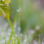 Paysage de sous-bois, au petit matin, herbe et feuilles couvertes de rosÈe. 
Feuille de chÍne visible.