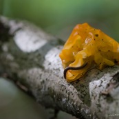 Champignon jaune orangÈe, trÈmelle, Tremella mesenterica Ègalement appelÈe Tremella lutescens. 
TrÈmelle sur un tronc d'arbre (feuillu), en compagnie d'un mille-pattes.