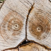 Coupe d'arbre, laissant apparaÓtre un visage effrayÈ. 
Gros plan sur la coupe. Tronc d'arbre coupÈ.