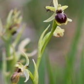 Fourmi sur fleur d'ophrys araignÈe. OrchidÈe sauvage de France. Fleur. Sur les coteaux calcaires de la vallÈe de l'Aa, prËs de wavran sur l'Aa  et de Elnes. 

Classe: Liliopsida
Ordre : Orchidales
Famille : Orchidaceae
EspËce : Ophrys sphegodes