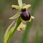 Fourmi sur fleur d'ophrys araignÈe. OrchidÈe sauvage de France. Fleur. Sur les coteaux calcaires de la vallÈe de l'Aa, prËs de wavran sur l'Aa  et de Elnes. 

Classe: Liliopsida
Ordre : Orchidales
Famille : Orchidaceae
EspËce : Ophrys sphegodes