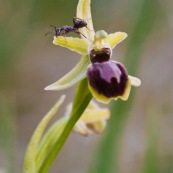 Fourmi sur fleur d'ophrys araignÈe. OrchidÈe sauvage de France. Fleur. Sur les coteaux calcaires de la vallÈe de l'Aa, prËs de wavran sur l'Aa  et de Elnes. 

Classe: Liliopsida
Ordre : Orchidales
Famille : Orchidaceae
EspËce : Ophrys sphegodes