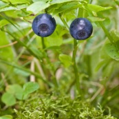 Myrtilles sauvages (Vaccinium myrtillus) formant deux yeux regardant le photographe.