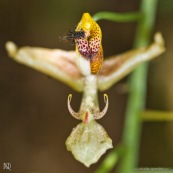 Gongora sp. orchidée en fleur avec abeille