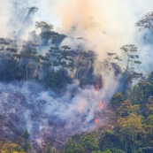 Feu de foret pour culture sur brulis. En peripherie du parc national Yanachaga-Chemillen (zone tampon du parc). Destruction de la foret tropicale pour agriculture (Granadilla majoritairement, pour exportation). Perou.