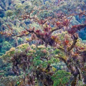 Epiphytes