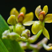 Cyrtochilum sp.