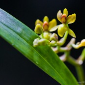 Cyrtochilum sp.