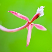 Epidendrum secundum