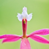 Epidendrum secundum