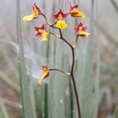 Cyrtochilum aureum