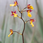 Cyrtochilum aureum