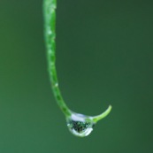 Goutte d'eau sur une herbe ou feuille