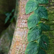 Monstera sp. feuilles grimpant sur un tronc d'arbre