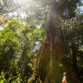 Hura crepitans L. Sablier sentier gros arbres à Saül en Guyane française. Arbre remarquable. Avec une jeune fille.