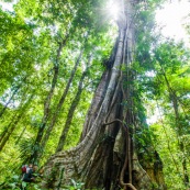 Ficus arbre tronc impressionnant à Saül en Guyane sur les sentier gros arbres. Forêt amazonienne arbre remarquable. forêt tropicale.  Avec un Homme et son bébé sur le dos.