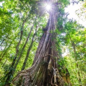 Ficus arbre tronc impressionnant à Saül en Guyane sur les sentier gros arbres. Forêt amazonienne arbre remarquable. forêt tropicale. JEnfant sur l'arbre.