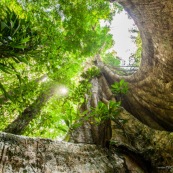 Ficus arbre tronc impressionnant à Saül en Guyane sur les sentier gros arbres. Forêt amazonienne arbre remarquable. forêt tropicale.