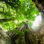 Ficus arbre tronc impressionnant à Saül en Guyane sur les sentier gros arbres. Forêt amazonienne arbre remarquable. forêt tropicale.