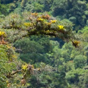 Bromeliacées et epiphytes sur un arbre