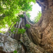 Ficus arbre tronc impressionnant à Saül en Guyane sur les sentier gros arbres. Forêt amazonienne arbre remarquable. forêt tropicale.