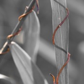 Herbe enlacée par une autre plante qui s'enroule autour. Paysage graphique.