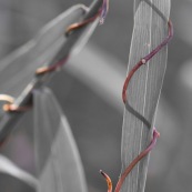 Herbe enlacée par une autre plante qui s'enroule autour. Paysage graphique.