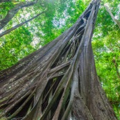 Ficus etrangleur Saül Guyane. Arbre remarquable. Figuier etrangleur. Forêt tropicale. Sentier roche bateau.