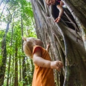 Ficus etrangleur Saül Guyane. Arbre remarquable. Figuier etrangleur. Forêt tropicale. Sentier roche bateau. Avec petite fille et jeune femme.