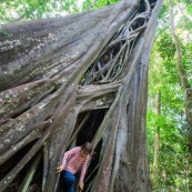 Ficus etrangleur Saül Guyane. Arbre remarquable. Figuier etrangleur. Forêt tropicale. Sentier roche bateau.