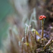 Lichen et organe de reproduction