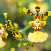 Oncidium retusum