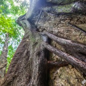 Ficus etrangleur Saül Guyane. Arbre remarquable. Figuier etrangleur. Forêt tropicale.