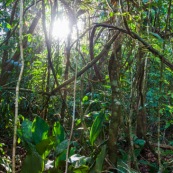 Forêt amazonienne Guyane Saül lianes  foêt tropicale. Soleil.