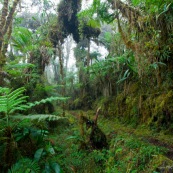 Bosque de Neblina