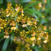 Oncidium retusum