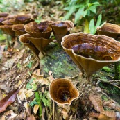 Champignon verre d'eau coupe sur un tronc