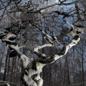 HÍtre tortillard, Fau de Verzy.
Dans le site des Faux de Verzy, sur la montagne de Reims, vue d'un hÍtre tortillard en hiver. Branches tordues. 

Fagus sylvatica Tortuosa Group