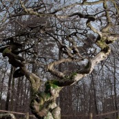 HÍtre tortillard, Fau de Verzy.
Dans le site des Faux de Verzy, sur la montagne de Reims, vue d'un hÍtre tortillard en hiver. Branches tordues. 

Fagus sylvatica Tortuosa Group