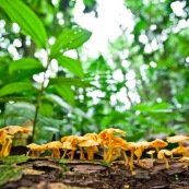 Champignons oranges sur un tronc