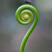 Mouche sur sceptre vegetal