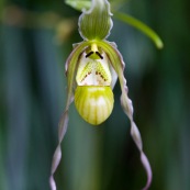Orchidee