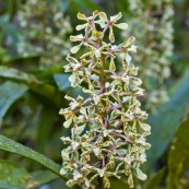 Orchidée Huampal
