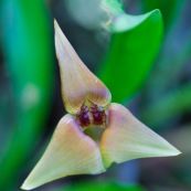 Trigonidium sp. orchidée