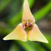 Trigonidium sp. orchidée