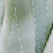 Agave americana. Gros plan sur des feuilles. Plante grasse.