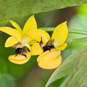 Mormodes sp. avec bourdon (orchidée) fleur